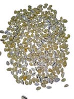 Cypraea Moneta schelpen Creme wit 500 gram, Ophalen of Verzenden, Nieuw