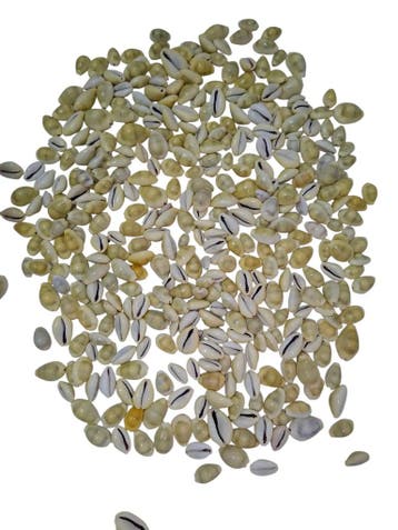 Cypraea Moneta schelpen Creme wit 500 gram, Ophalen of Verzenden, Nieuw