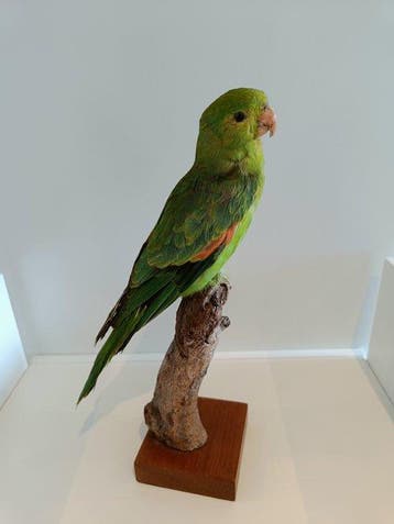 roodvleugelpapegaai Taxidermie volledige montage -, Verzamelen, Nieuw