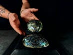 Fascinerend paar blauwe en groene haliotis Taxidermie, Nieuw