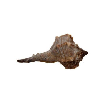 Herkuleskeule (45mm) | Bolinus brandaris | Zeldzame, Nieuw