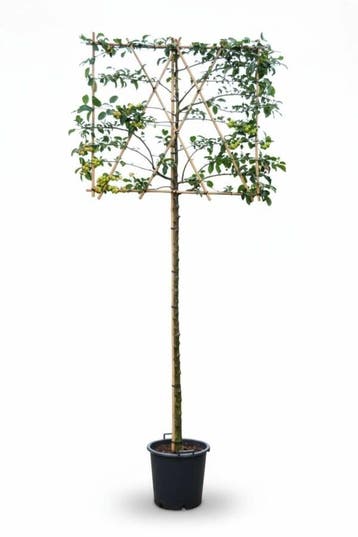 Malus Red Sentinel leiboom 10/12 200cm stam 150b x 120h