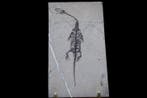 Fossiel - Fossiele matrix - Keichousaurus sp. - 12.5 cm -
