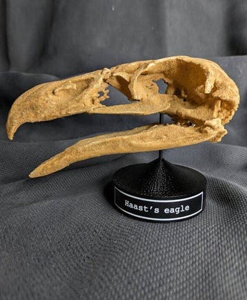 Fossiele schedel - Haasts eagle (Hieraaetus moorei) -