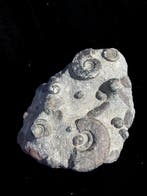 Cluster van Ammonieten - Fossiele matrix - 25 cm - 20 cm, Verzamelen