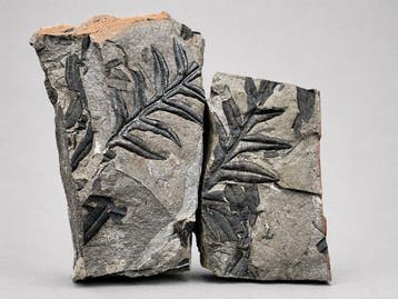 Uitzonderlijk varen plant duo fossielen - Gefossiliseerde