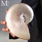 Nautilus Pompilius Gepolijste parelmoeren schelp 180 mm, Verzamelen