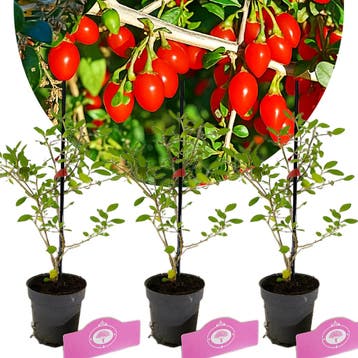 Lycium chinense Gojibes + Pot 9cm 3 stuks, Verzenden, Halfschaduw