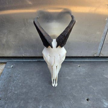 Bezoargeit Taxidermie wandmontage - Himalayan Tahr Ziege -, Verzamelen, Dierenverzamelingen, Nieuw