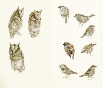 333 Vogels 9789068688450, Verzenden, Zo goed als nieuw