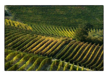 Franco Turcati - Langhe Autunno (340)