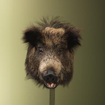Wild Zwijn Middel Taxidermie Opgezette Dieren By Max, Verzamelen, Dierenverzamelingen, Ophalen of Verzenden, Nieuw, Wild dier