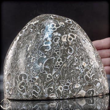 Natuurlijke krinoïden-vrije vorm uit Indonesië- 3318.26 g
