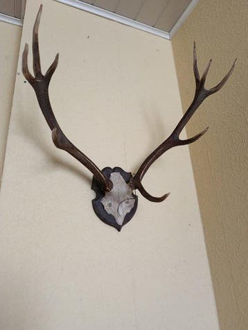 Hert Schedel met gewei - Cervus elaphus - 70 cm - 75 cm - 50