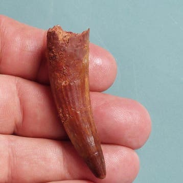 Dinosaurus - Fossiele tand - Spinosaurus aegyptiacus - 62 mm