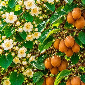 Kiwi Tuincollectie – 3 Planten, Verzenden