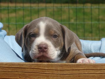 Old English Bulldog pups! Hartelijk welkom. Mogen mee, Parvo, Nederland, 8 tot 15 weken, Bulldog