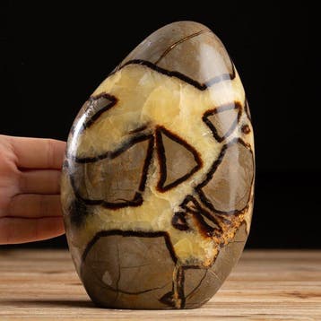Natuurlijke steen - Vrije vorm - Dragon Stone - Septaria -, Verzamelen, Mineralen en Fossielen