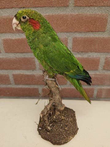 Hoffmans Parkiet Taxidermie volledige montage - Pyrrhura, Nieuw