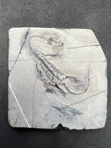Zeereptiel - Gefossiliseerd dier - Fossile de Keichousaurus, Verzamelen