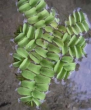 Salvinia Natans - aquarium drijfplant (Aquariumplanten), Ophalen of Verzenden, Nieuw, Plant(en), Steen of Hout