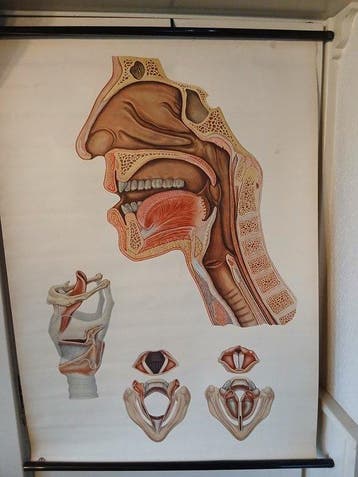 Deutsches Hygiene Museum - Linnen anatomische schoolplaat -