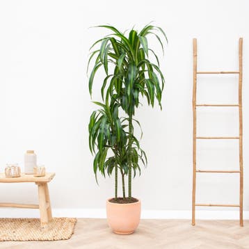 Green Bubble - Dracaena Hawaiian Sunshine - 180cm - Ø27 cm, Ophalen of Verzenden