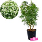 Choisya Aztec Pearl, Tuin en Terras, Planten | Tuinplanten, Verzenden