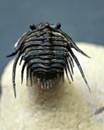 Doornige trilobiet - Gefossiliseerd dier - Leonaspis en