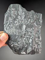 Fossiele zaadvarens - Gefossiliseerde plant - Sphenophyllum