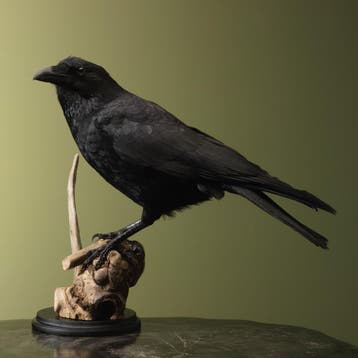 Kraai Taxidermie Opgezette Dieren By Max, Verzamelen, Dierenverzamelingen, Ophalen of Verzenden, Nieuw, Vogel, Opgezet dier
