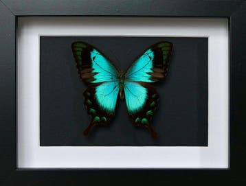 Vlinder Taxidermie volledige montage - Papilio albertisi -