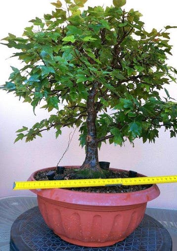 Drietand Esdoorn (Acer Buergerianum) - Hoogte (boom): 39 cm
