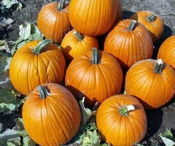 Hal. Barrel F1 PMT Goede halloweenpompoen 50 zaden, Ophalen of Verzenden, Nieuw