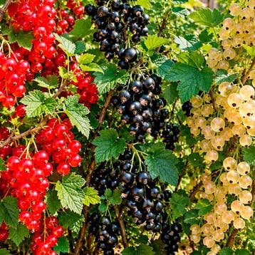 Bessen Kleurencollectie – 3 Planten, Verzenden