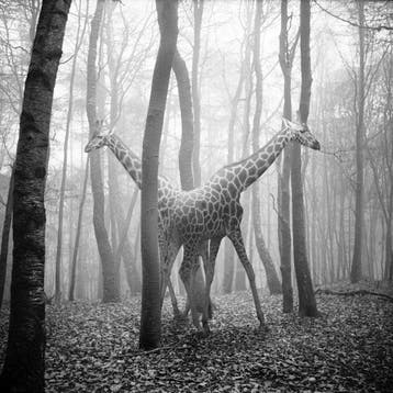 Frank Machalowski - No reserve - tierwald#116