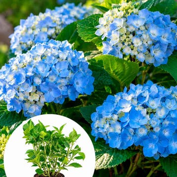 Hortensia ‘Deutschland’ (Boerenhortensia) container (P19, Tuin en Terras, Verzenden, Overige soorten, Halfschaduw