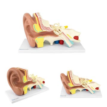 Anatomie model oor, 20x36x15 cm, Nieuw