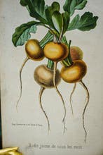 MM. Poiteau et Vilmorin - Revue Horticole. Journal, Antiek en Kunst, Antiek | Boeken en Bijbels