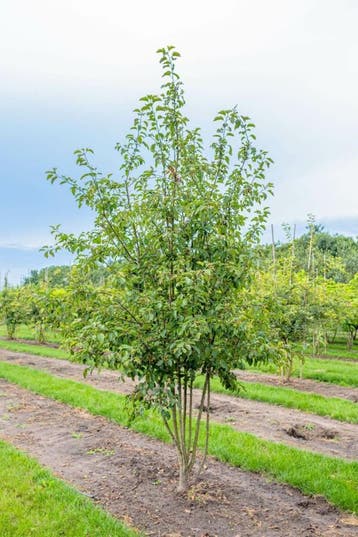 Malus Evereste meerstammig 150-175