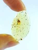Zeer mooi insect. - Barnsteen - scale insect - 28 mm - 16 mm