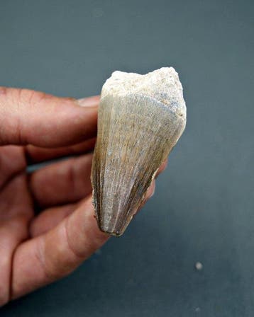Zeereptiel - Fossiele tand - Mosasaurus hoffmanni (Zonder, Verzamelen, Mineralen en Fossielen