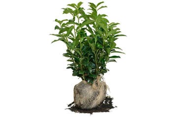 Laurier Genolia, Wintergroene Haag, Opgaand, smalle haag, Tuin en Terras, Planten | Struiken en Hagen, Ophalen of Verzenden, Laurier
