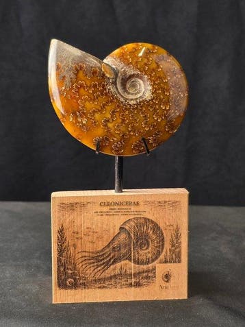 Ammoniet - Gefossiliseerd dier - Cleoniceras Ammonite, Verzamelen