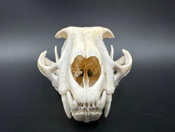 Caracal Schedel van een zoogdier - Caracal caracal - 6 cm -