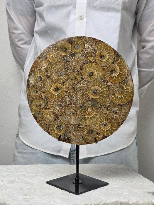 Ammoniet - Gefossiliseerd dier - Aioloceras (Cleoniceras), Verzamelen, Mineralen en Fossielen