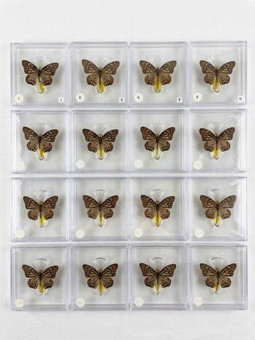 Vlinder Taxidermie volledige montage - Euripus nycteliusth -
