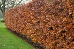 Beuk / Groene beukenhaag Fagus Sylvatica Haag 150-175 Pot, Tuin en Terras