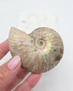 Ammoniet Iriserend (zie filmpje), Verzamelen, Mineralen en Fossielen, Ophalen of Verzenden