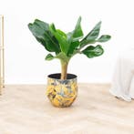 Green Bubble - Bananenplant - 80 cm - Ø19 cm, Ophalen of Verzenden